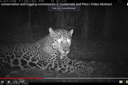 Responsibly Managed Forest Concessions Can Protect Jaguars and Other Mammals (English and Spanish)